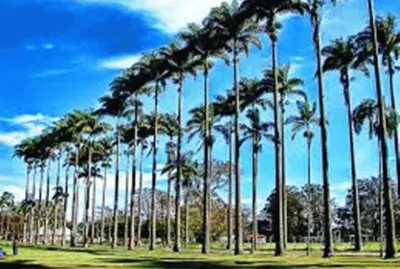 Palmeiras Imperiais