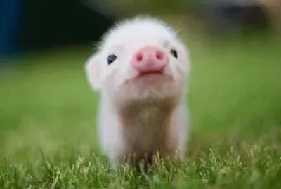 פאזל של Cerdito