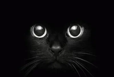 פאזל של gato