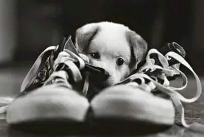 פאזל של perrito