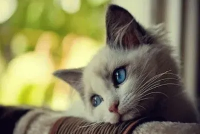 פאזל של gatito blanco