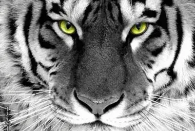 פאזל של cara de tigre
