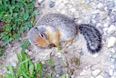 פאזל של Ground squirrel