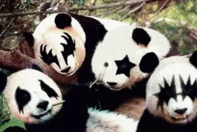 pandas