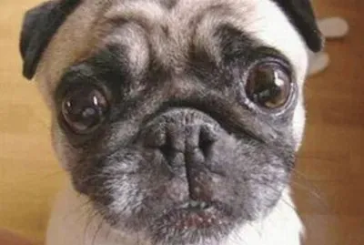 פאזל של perrito7