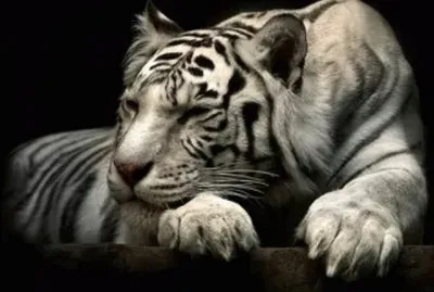 פאזל של tigre3