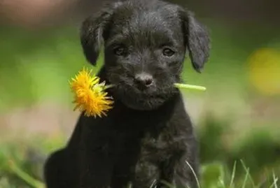 פאזל של perrito9