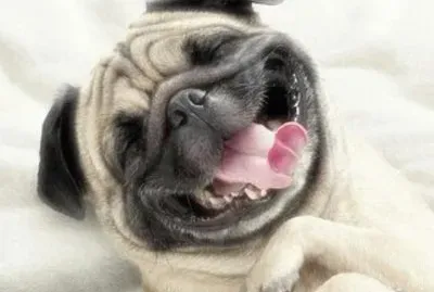 פאזל של perrito10