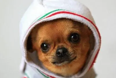 פאזל של perrito11