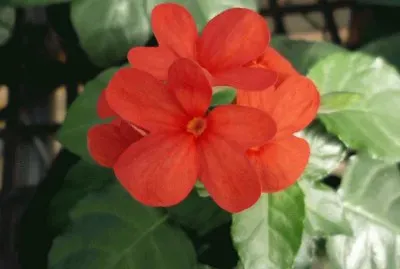 crossandra