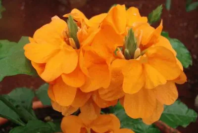 crossandra