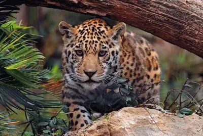 leopardo