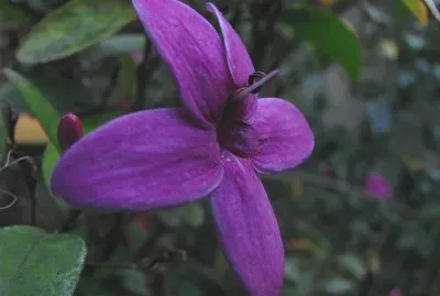 fleur