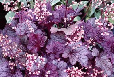 heuchera/pourEva