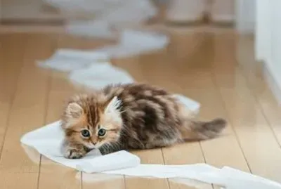 פאזל של gatito9