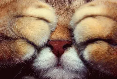 gatito10 jigsaw puzzle