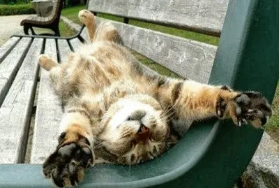 פאזל של gatito11