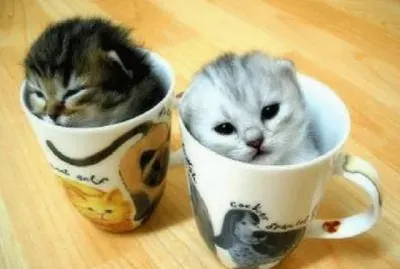 gatitos2