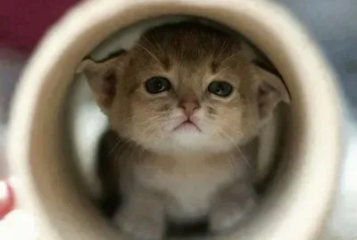 פאזל של gatito12
