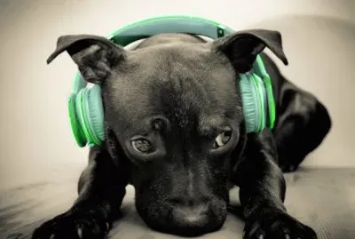 פאזל של perrito17