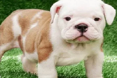 פאזל של perrito18