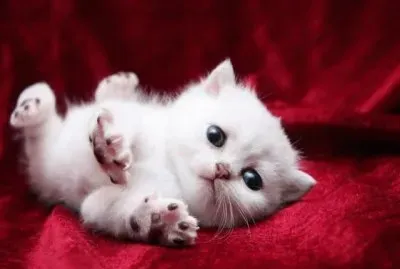 פאזל של gatito13