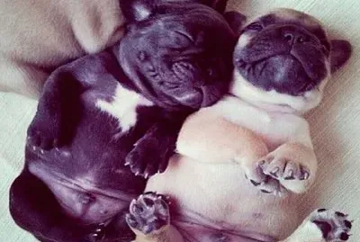 פאזל של perritos