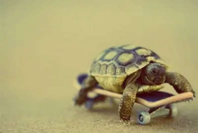 פאזל של tortuga