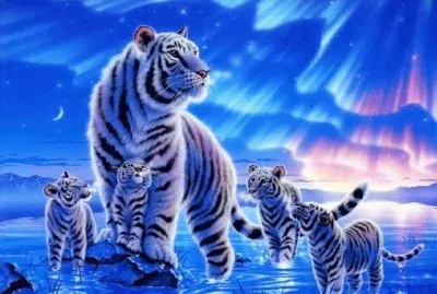 פאזל של tigre5