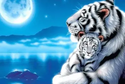 פאזל של tigre6