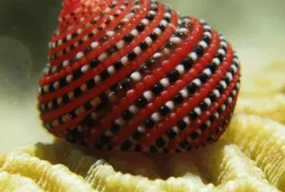 Sea Shell from the Andaman Sea