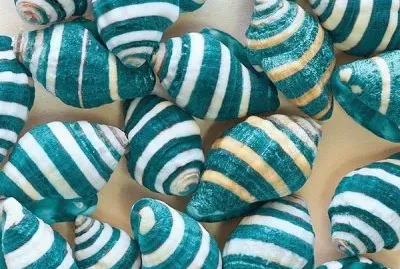 Seashells