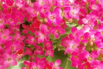 kalanchoÃ©