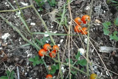 TOMATOES