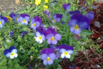 flores violeta