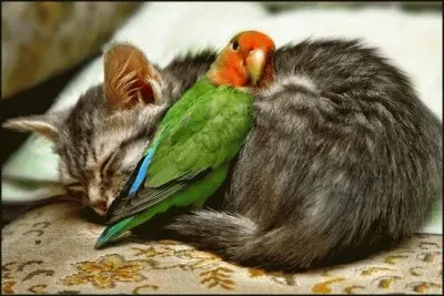 BUENOS AMIGOS jigsaw puzzle