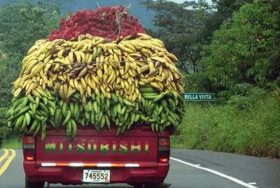 Fruit transportation Rambutan and Bananas Panama