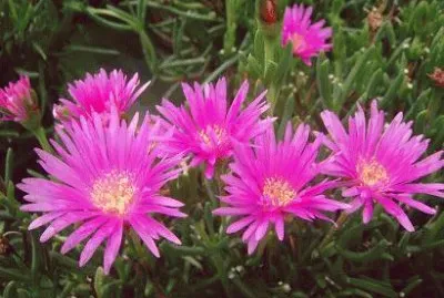 ficoide jigsaw puzzle