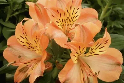 alstroemeria