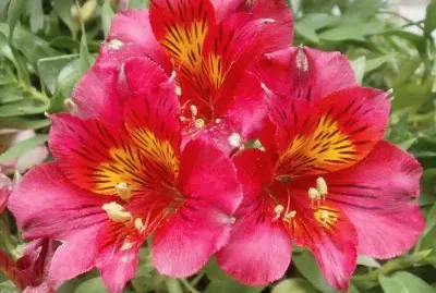 alstroemeria jigsaw puzzle