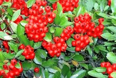 Pyracantha