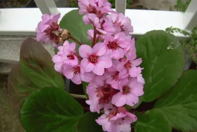Hortensia d 'hivern