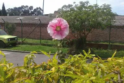 flor solitaria