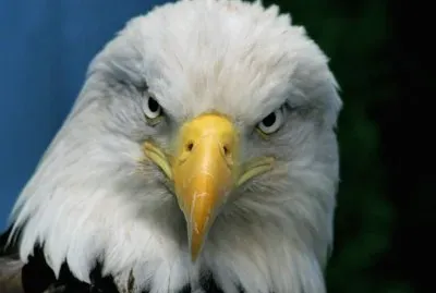 US symbol the Bold Eagle jigsaw puzzle