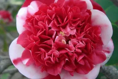 Camellia