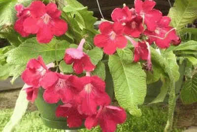 streptocarpus