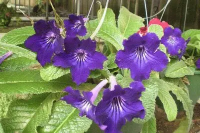 streptocarpus jigsaw puzzle