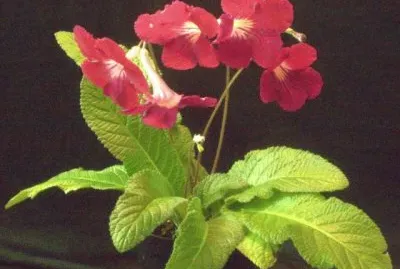 streptocarpus