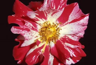 fleurs