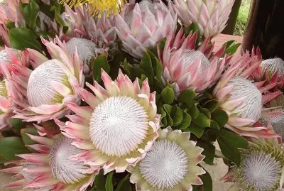 fleurs